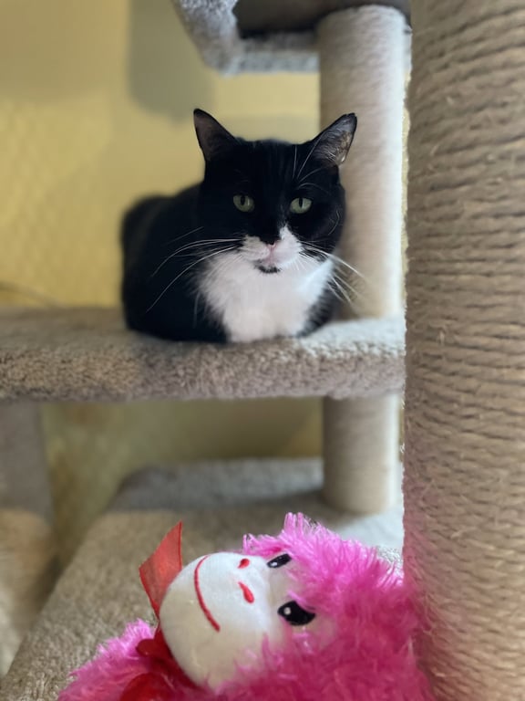 Charlie Image