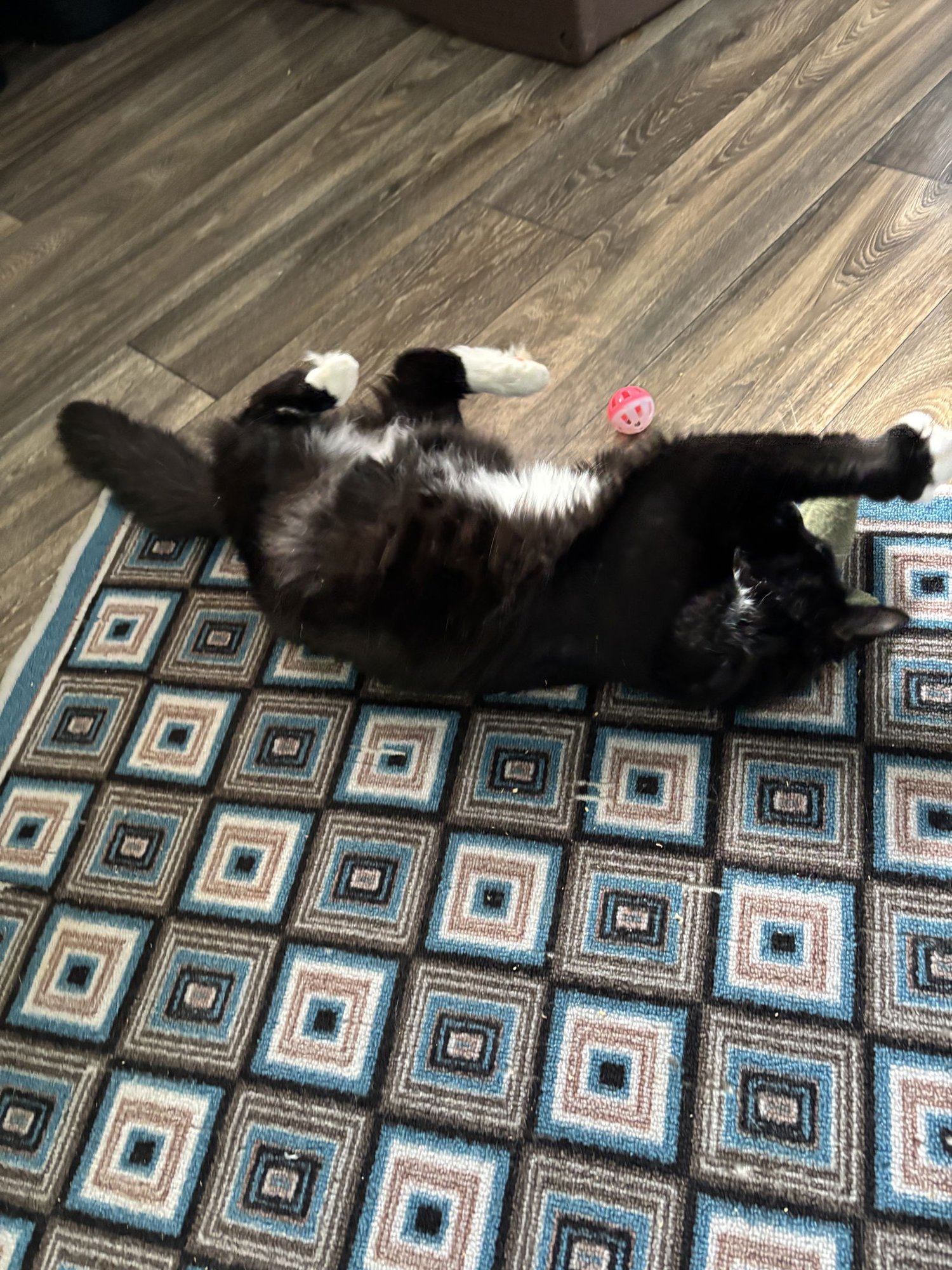 GERMAINE - Domestic Medium Hair / Tuxedo available for adoption