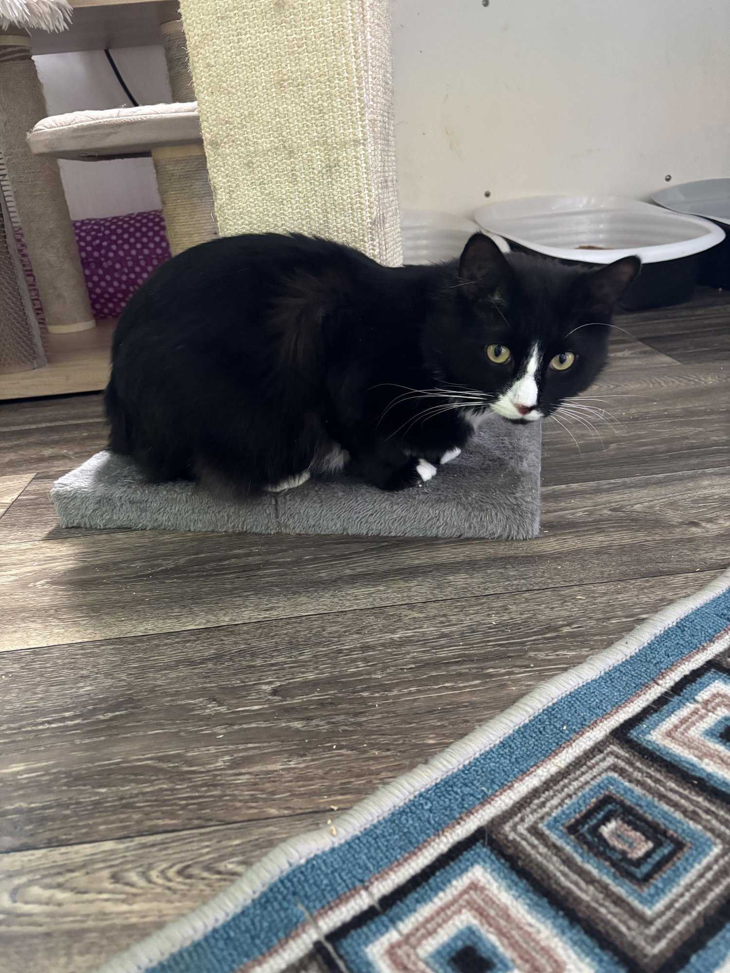 GERMAINE - Domestic Medium Hair / Tuxedo available for adoption