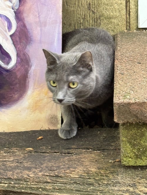 POOH - Domestic Short Hair available for adoption