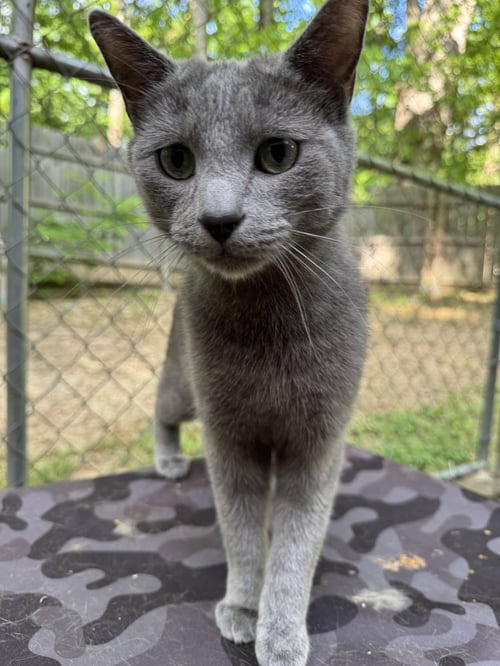 MACK - Domestic Short Hair available for adoption