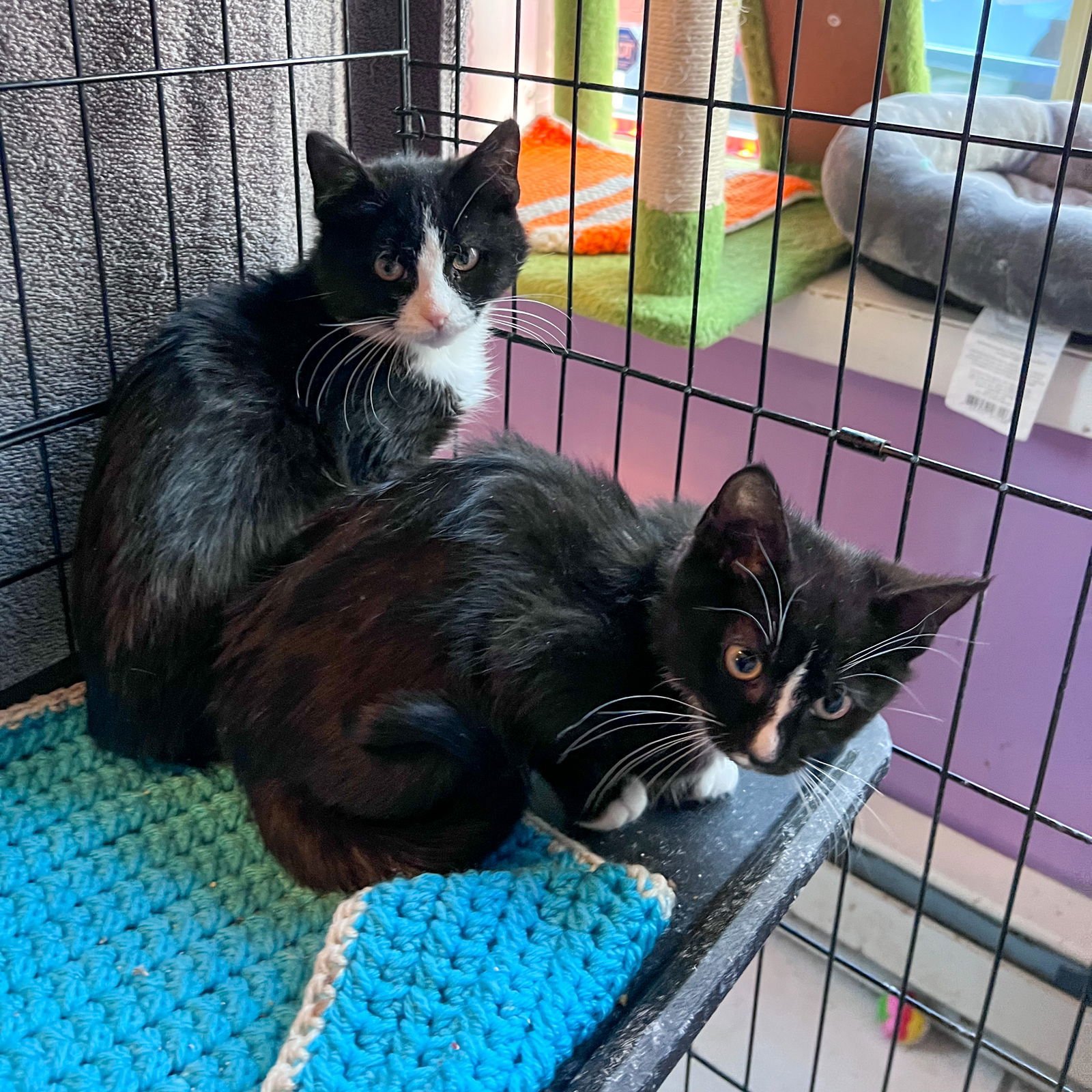 PUMPERNICKEL - Tuxedo available for adoption