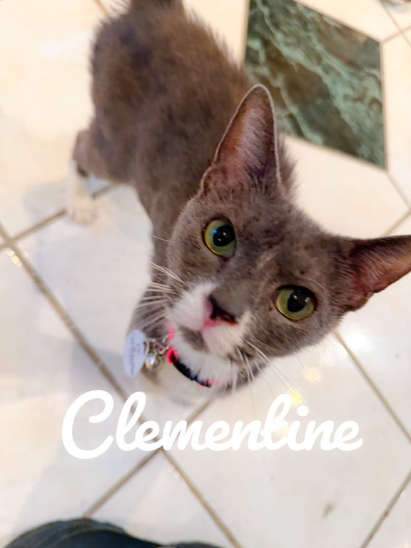Clementine Image