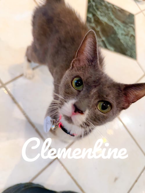CLEMENTINE - Tuxedo available for adoption