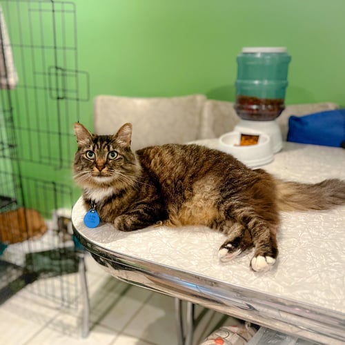 LOUISA MAY ALCOTT - Tabby available for adoption