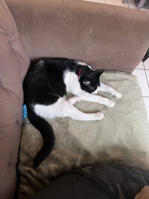 PURDY - Domestic Short Hair available for adoption