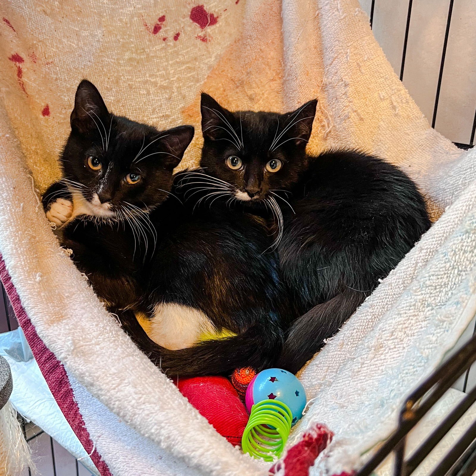 SOURDOUGH - Tuxedo available for adoption