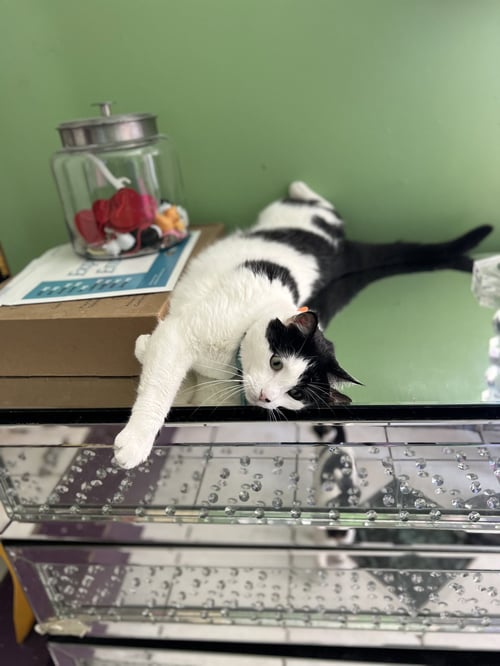 ALBERT EINSTEIN - Domestic Medium Hair available for adoption