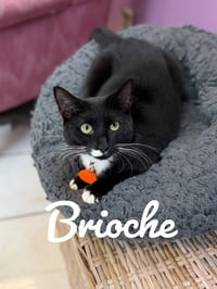 Brioche - Photo 3