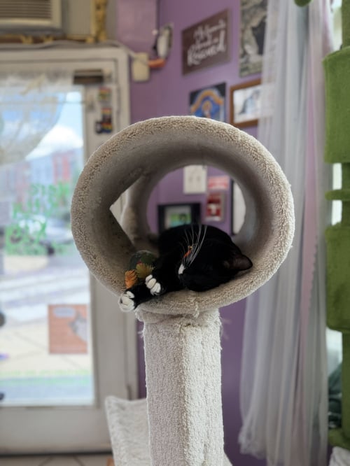 BRIOCHE - Tuxedo available for adoption