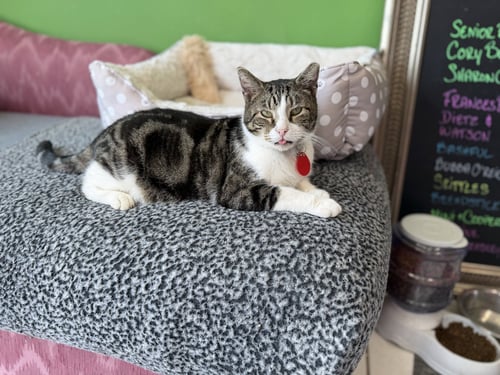 PURPLE - Tabby available for adoption