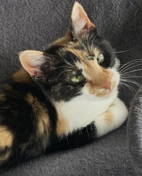 MARGIE - Calico / Tabby available for adoption