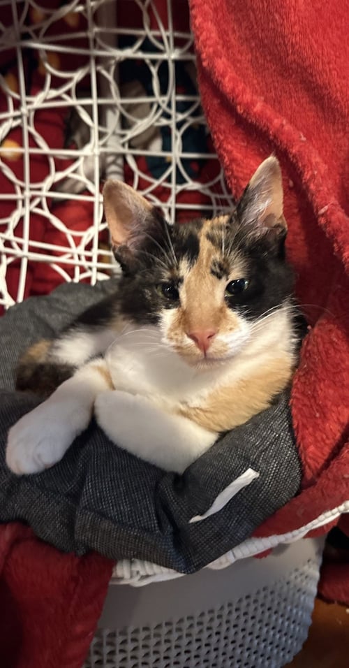 MARGIE - Calico / Tabby available for adoption