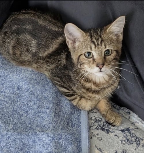 AUGUST - Tabby available for adoption