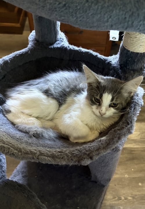 SKYE - Domestic Long Hair available for adoption