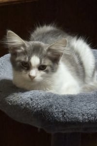 Skye - Photo 1