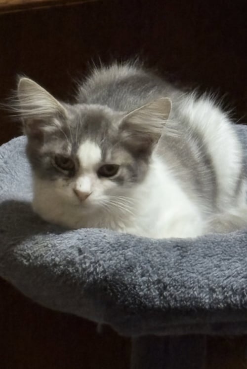 SKYE - Domestic Long Hair available for adoption
