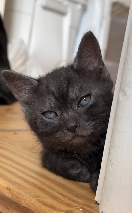 BERLOIZ - Tabby available for adoption