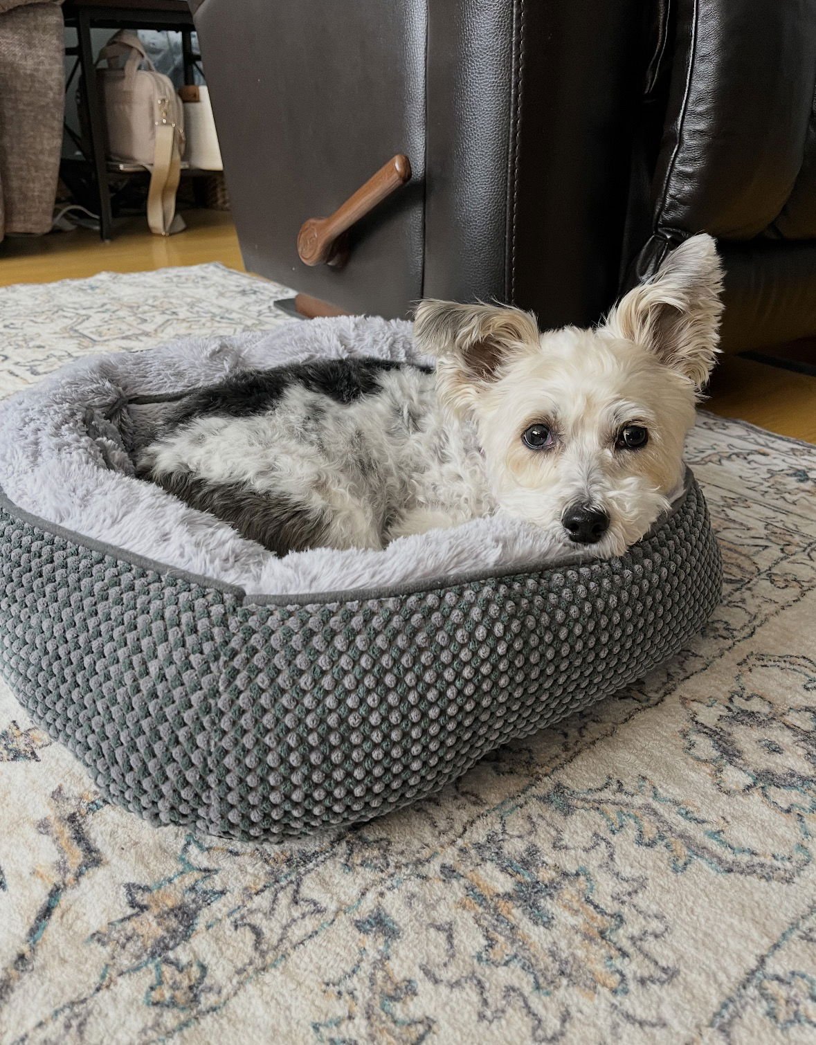 ELVIS - Bichon Frise / Yorkshire Terrier Yorkie available for adoption