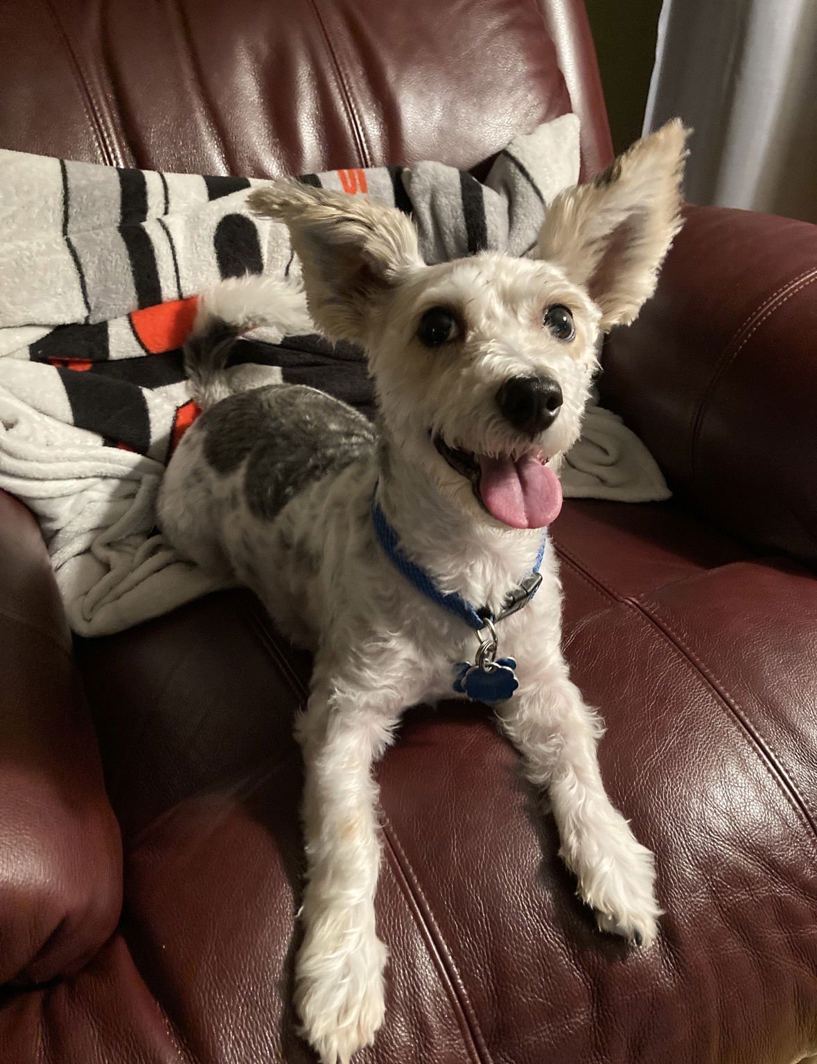 ELVIS - Bichon Frise / Yorkshire Terrier Yorkie available for adoption