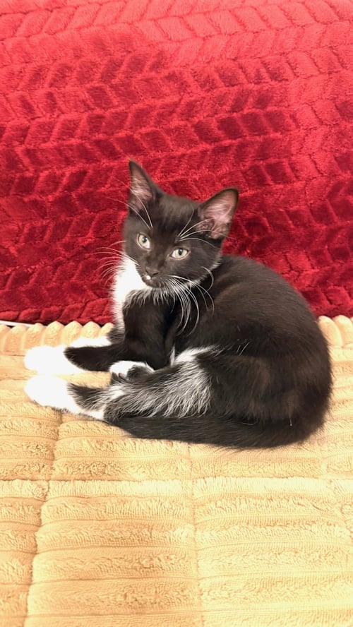 PEPPERS - Domestic Short Hair / Tuxedo available for adoption