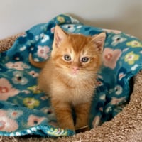 Tater Tot - Photo 1