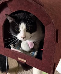 Patches - Photo 1
