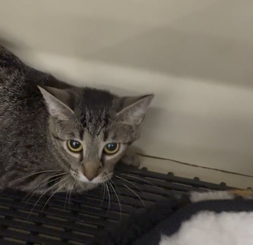 BUNNIE - Tabby available for adoption
