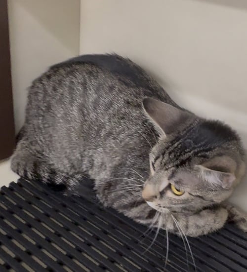BUNNIE - Tabby available for adoption