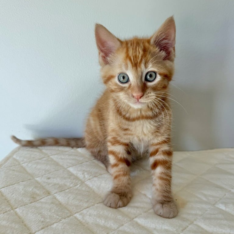 Mischief Image