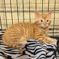 Mischief - Photo 2