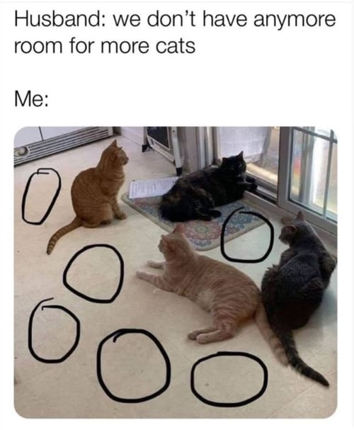 A GENERIC CAT/KITTEN APPLICATION - Domestic Short Hair / Domestic Long Hair available for adoption