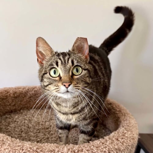 TULA - Domestic Short Hair available for adoption
