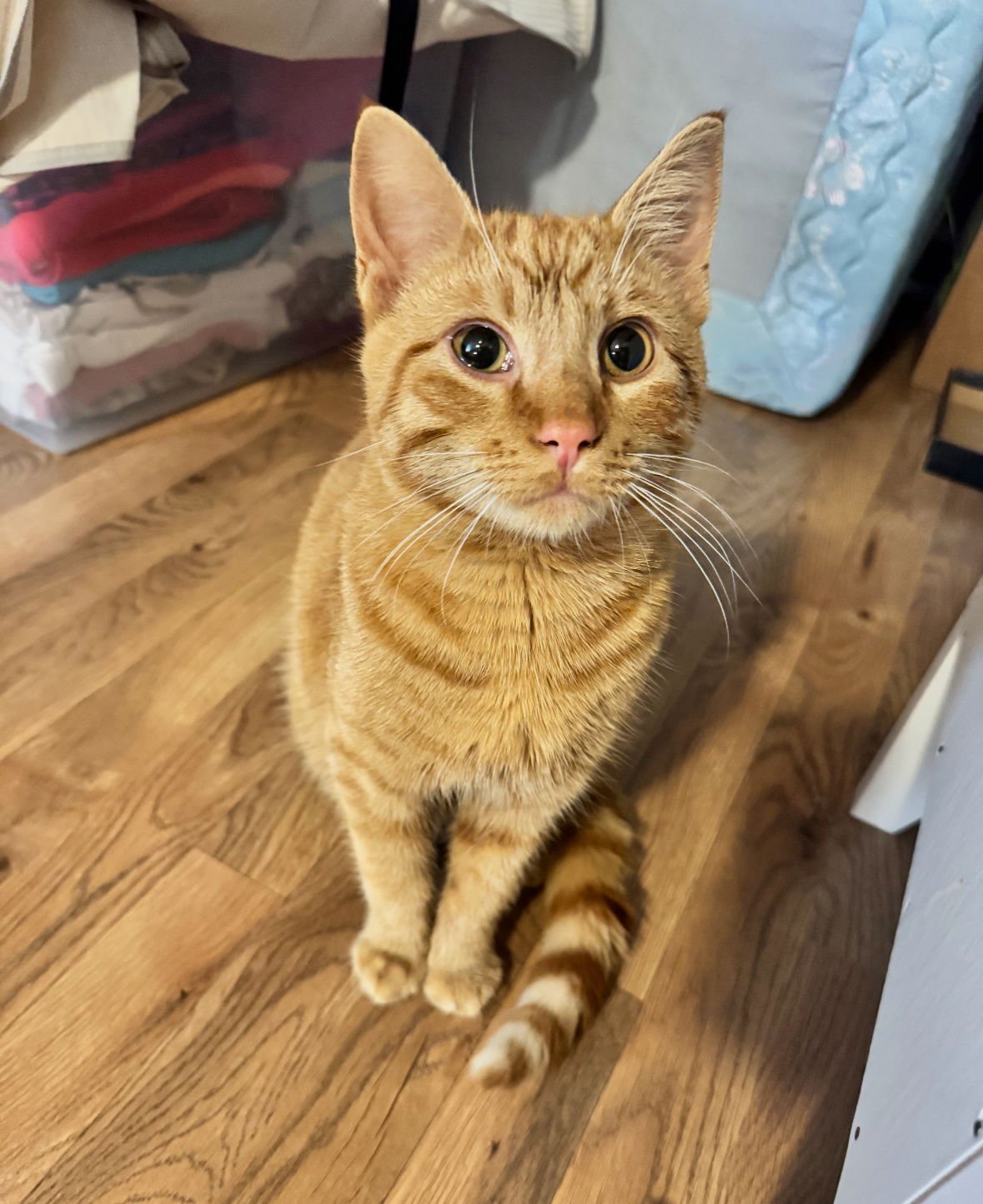 HAZEL - Domestic Short Hair available for adoption