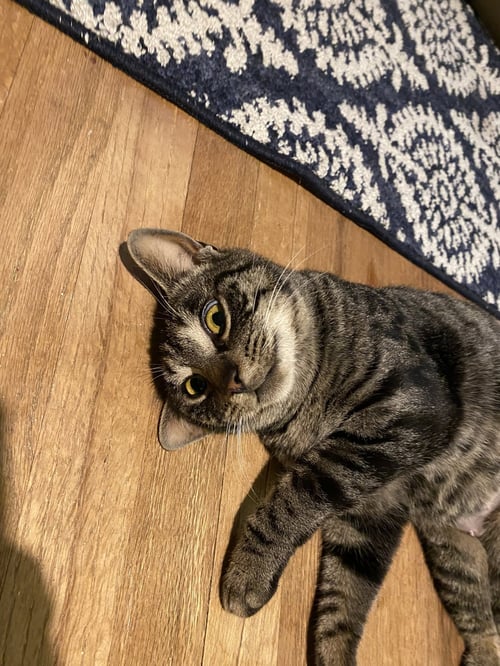 TYRA - Domestic Short Hair available for adoption