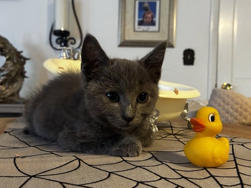 CRACKLE - Domestic Medium Hair available for adoption