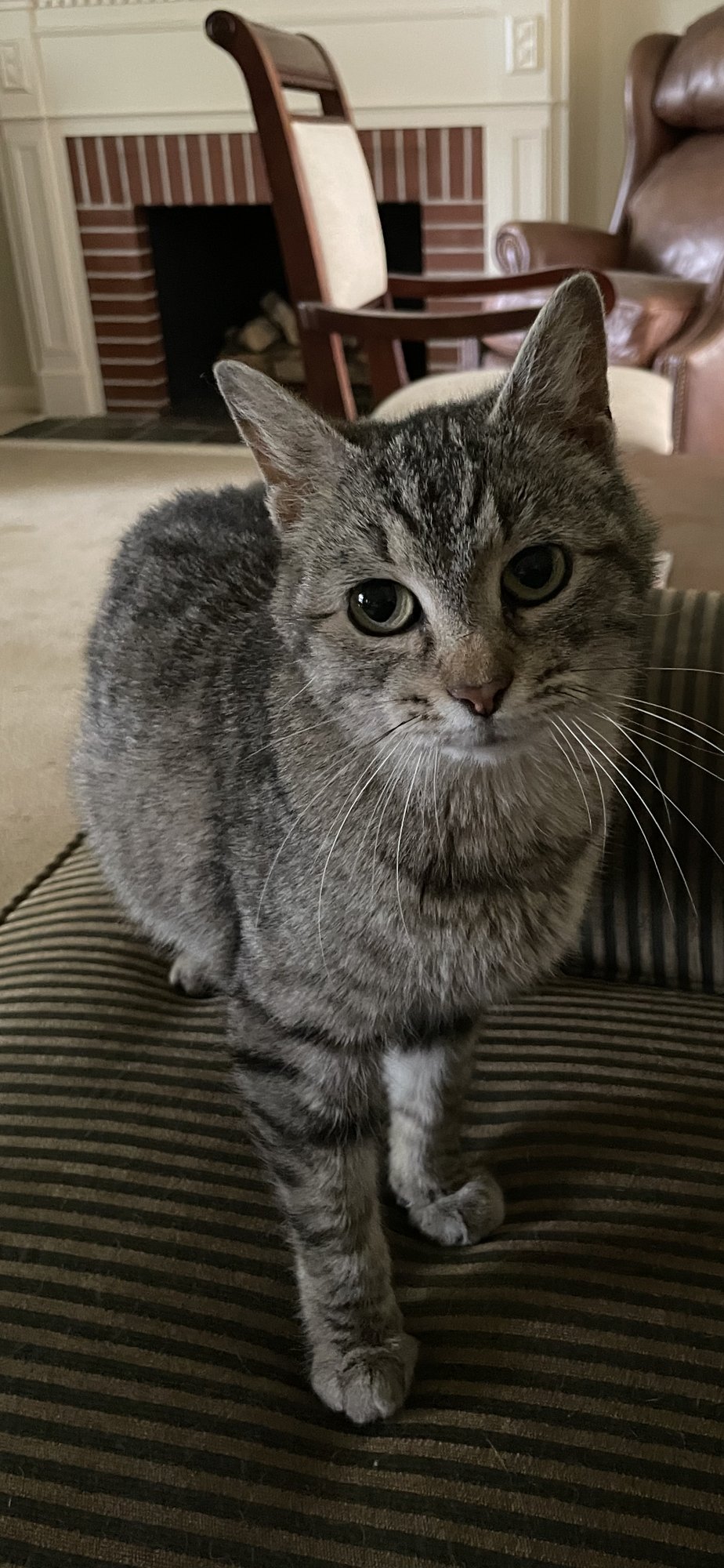 MADELINE - Domestic Short Hair available for adoption