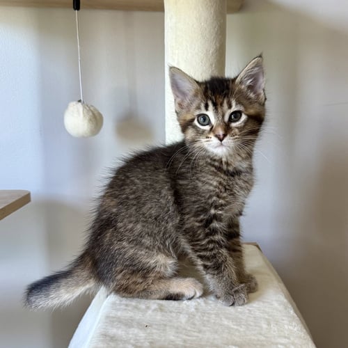 REESES PIECES - Tortoiseshell / Calico available for adoption