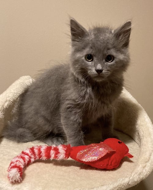 RHETT