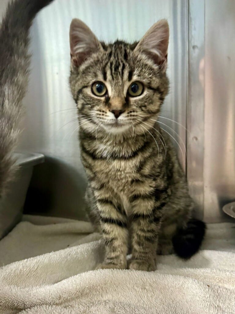 TINKY - Domestic Medium Hair available for adoption