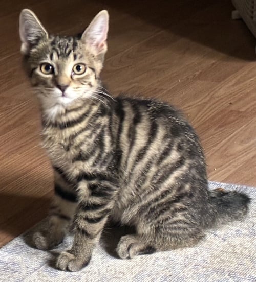 BANDIT - Tabby available for adoption