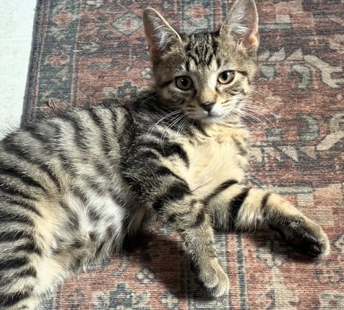 BANDIT - Tabby available for adoption