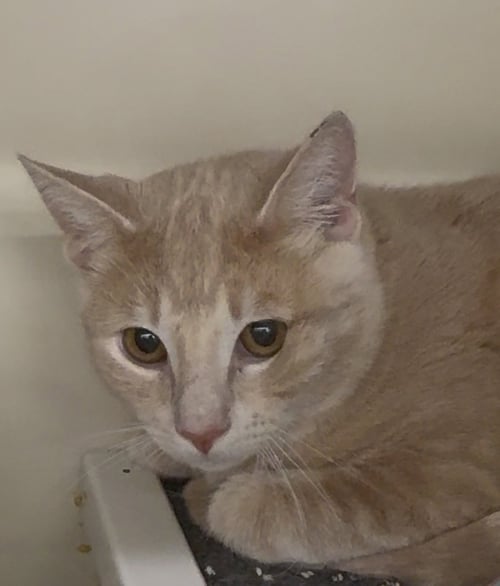 BOND - Tabby available for adoption