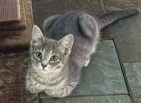 Bella - Photo 4