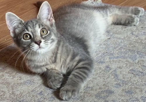BELLA - Tabby available for adoption