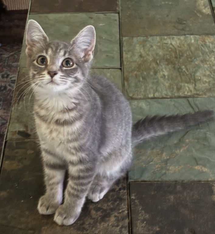 Bella Image