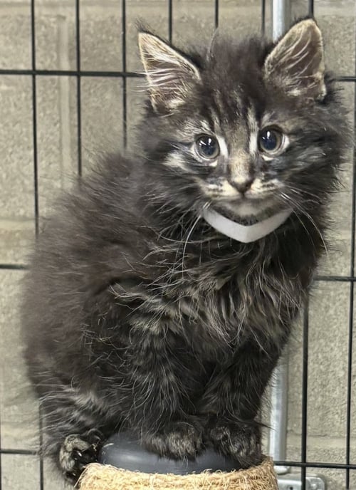 SMOOSH - Domestic Long Hair available for adoption