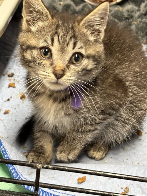 HAPPY GILMORE - Tabby available for adoption