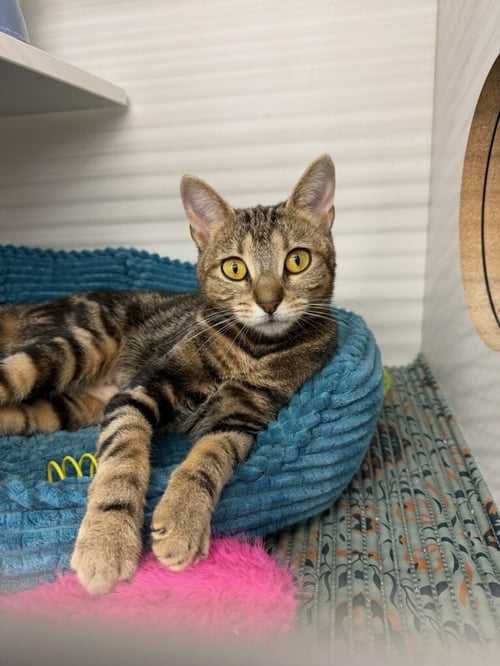 FLULA - Domestic Short Hair available for adoption