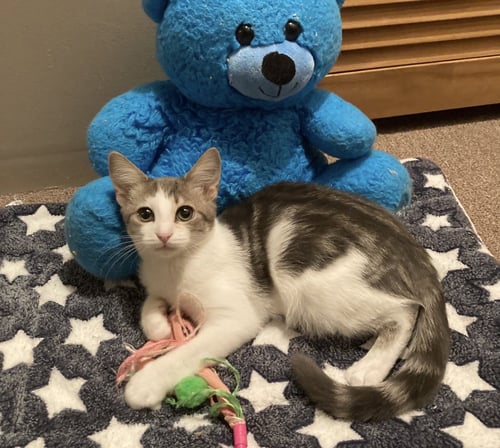 SILVER - Tabby available for adoption